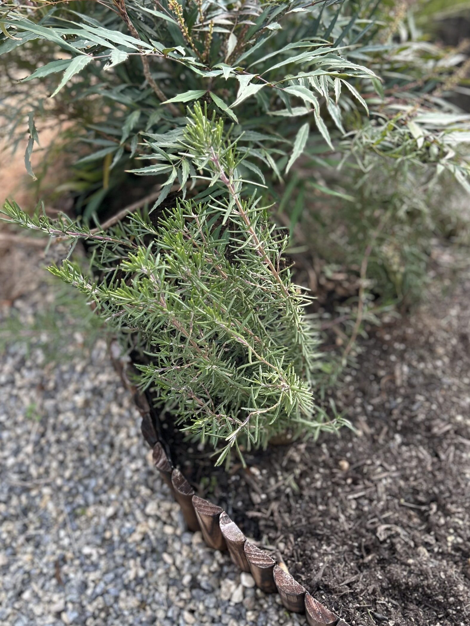 庭のローズマリー